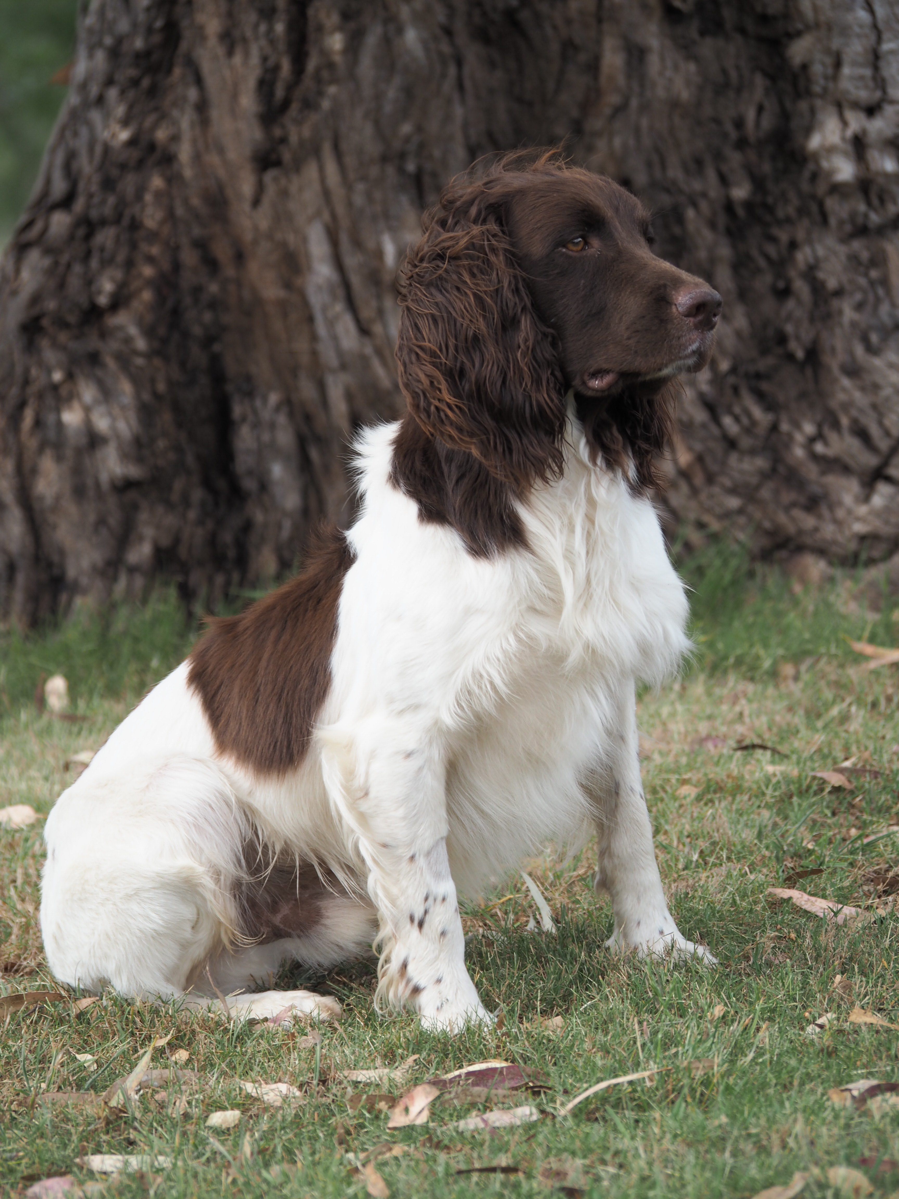 Badgercourt springer store spaniels for sale